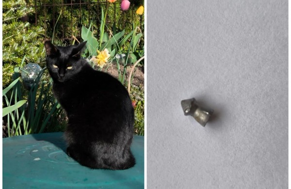 Skaitytoja: ,,Jonavos rajone šaudomi augintiniai"