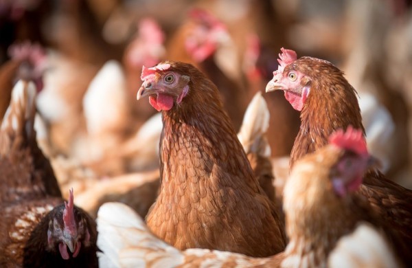 Kaimyniniame mieste - planuojama 35 mln. eurų investicija į biomasės perdirbimo liniją: sukurs 81 naują darbo vietą