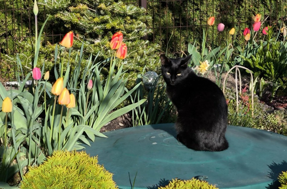 Po skaitytojos laiško, VMVT atsakas