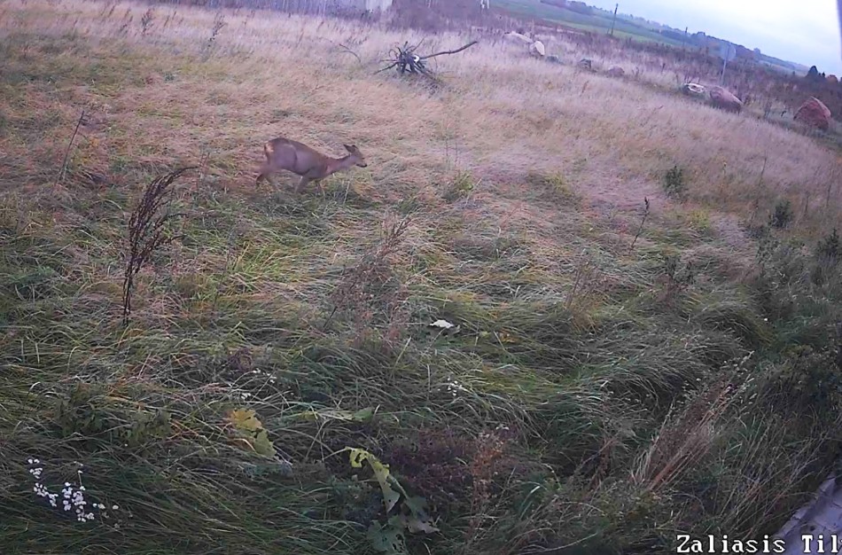 Įsibėgėja pavasarinė gyvūnų migracija, kaip išvengti susidūrimų kelyje?