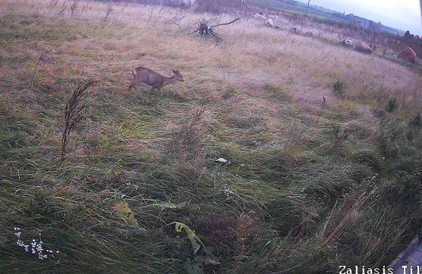 Įsibėgėja pavasarinė gyvūnų migracija, kaip išvengti susidūrimų kelyje?