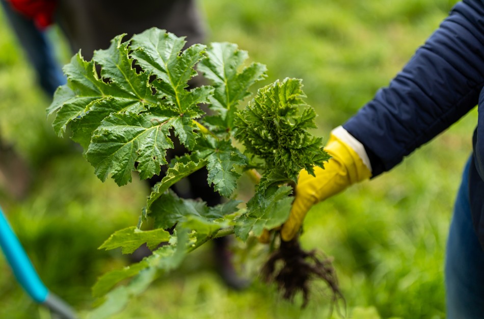 Įsibėgėjęs pavasaris – pats tinkamiausias metas imtis kovos su invaziniais augalais