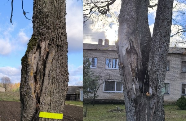 Neprižiūrėti krūmai ir medžiai – grėsmė eismo dalyviams: kada ir kodėl želdinius pakelėse šalinti būtina