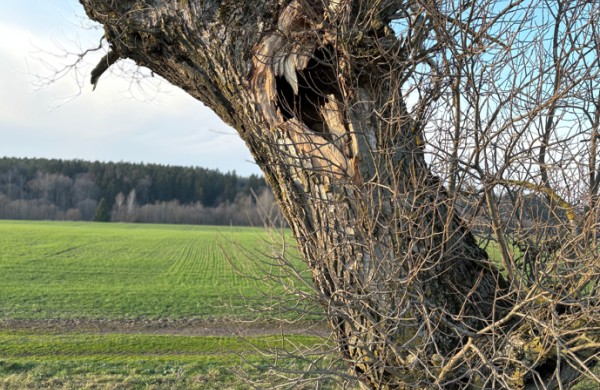 Neprižiūrėti krūmai ir medžiai – grėsmė eismo dalyviams: kada ir kodėl želdinius pakelėse šalinti būtina
