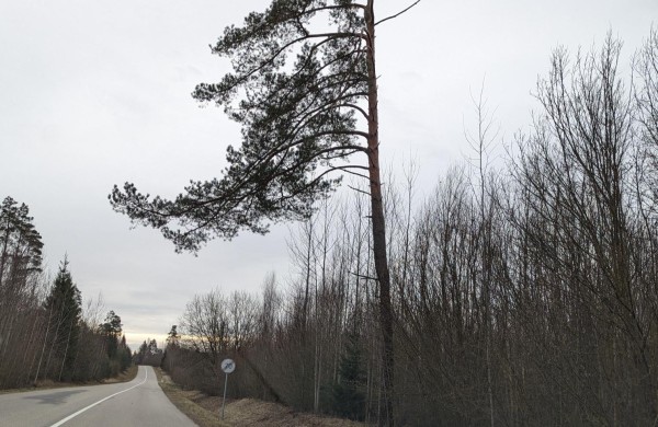 Neprižiūrėti krūmai ir medžiai – grėsmė eismo dalyviams: kada ir kodėl želdinius pakelėse šalinti būtina