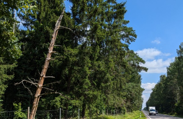 Neprižiūrėti krūmai ir medžiai – grėsmė eismo dalyviams: kada ir kodėl želdinius pakelėse šalinti būtina