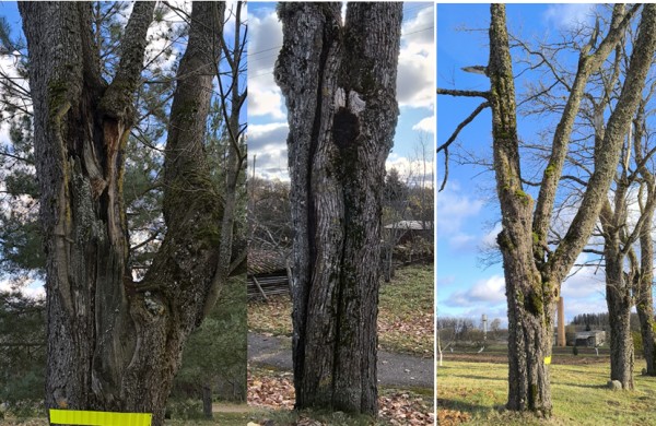 Neprižiūrėti krūmai ir medžiai – grėsmė eismo dalyviams: kada ir kodėl želdinius pakelėse šalinti būtina