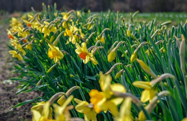 Burbiškio dvare pražydo pirmosios tulpės – artėja žydėjimo šventė