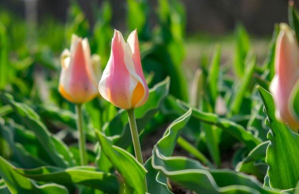 Burbiškio dvare pražydo pirmosios tulpės – artėja žydėjimo šventė