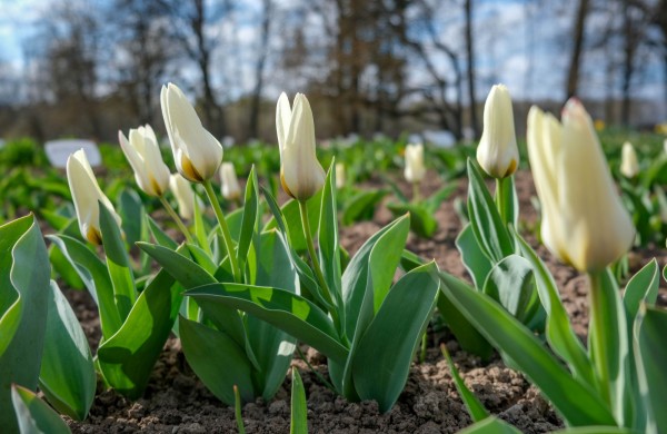 Burbiškio dvare pražydo pirmosios tulpės – artėja žydėjimo šventė