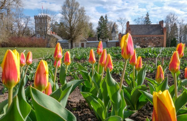 Burbiškio dvare pražydo pirmosios tulpės – artėja žydėjimo šventė