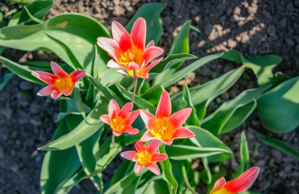 Burbiškio dvare pražydo pirmosios tulpės – artėja žydėjimo šventė