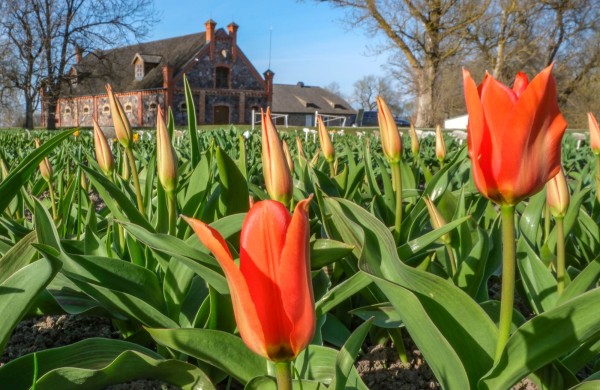 Burbiškio dvare pražydo pirmosios tulpės – artėja žydėjimo šventė