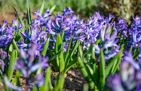 Burbiškio dvare pražydo pirmosios tulpės – artėja žydėjimo šventė