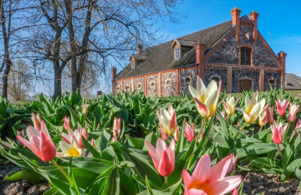 Burbiškio dvare pražydo pirmosios tulpės – artėja žydėjimo šventė