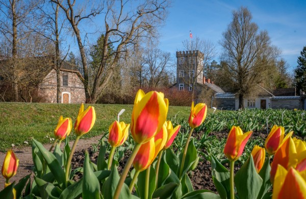 Burbiškio dvare pražydo pirmosios tulpės – artėja žydėjimo šventė