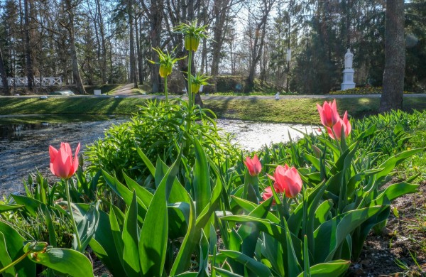 Burbiškio dvare pražydo pirmosios tulpės – artėja žydėjimo šventė