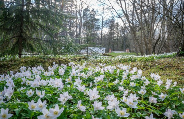 Burbiškio dvare pražydo pirmosios tulpės – artėja žydėjimo šventė