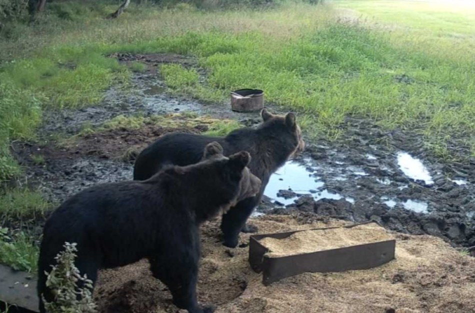 Meškos sugrįžta į Lietuvos miškus: ar jos čia jau gyvena, ar tik klajoja?