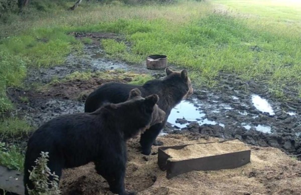 Meškos sugrįžta į Lietuvos miškus: ar jos čia jau gyvena, ar tik klajoja?