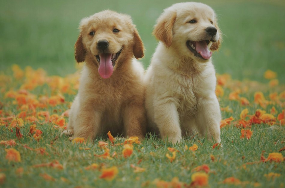 Tarptautinė šuns diena – proga kalbėti ne tik apie meilę, bet ir apie atsakomybę