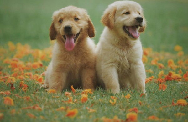 Tarptautinė šuns diena – proga kalbėti ne tik apie meilę, bet ir apie atsakomybę