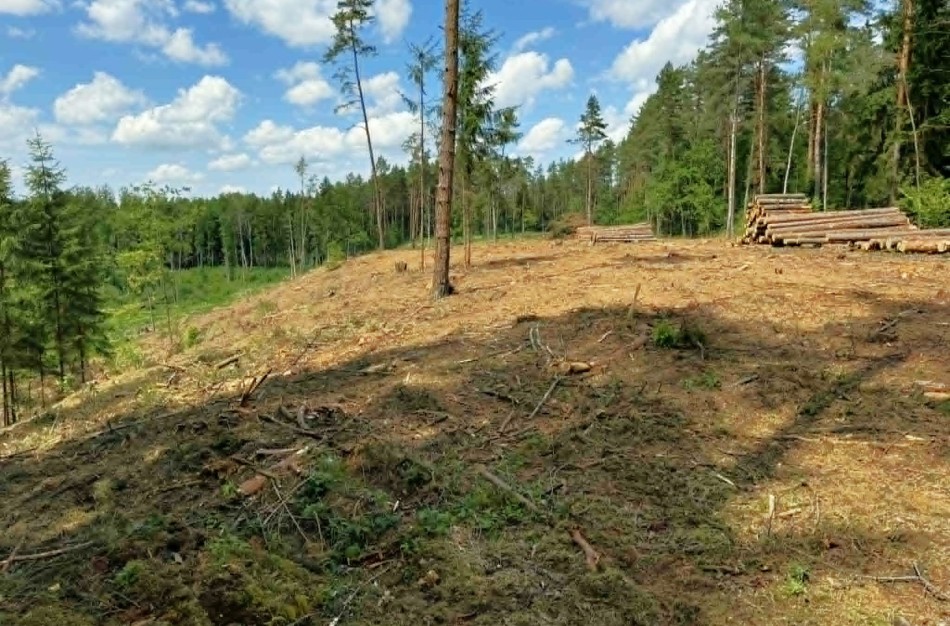 Pradėjo tikrinimus dėl plynųjų sanitarinių miško kirtimų