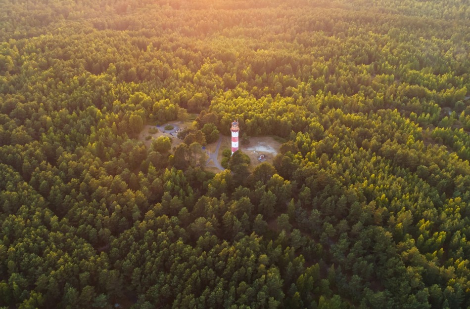 2027 metams patvirtinta mažesnė miškų kirtimų norma