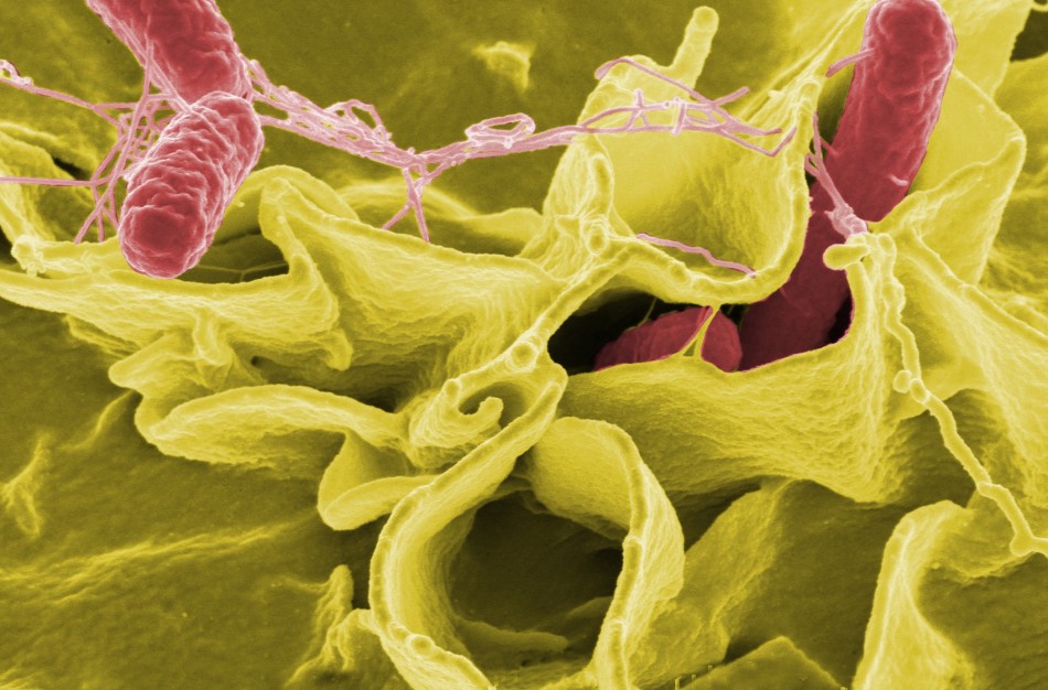 Salmonella Stanley protrūkis Europoje, atvejai registruoti ir Lietuvoje