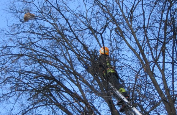 Jonavoje ugniagesiai iš medžio iškėlė katiną: gyvūnų gelbėjimas - kone kasdienė jų darbo dalis