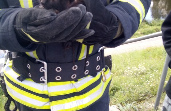Jonavoje ugniagesiai iš medžio iškėlė katiną: gyvūnų gelbėjimas - kone kasdienė jų darbo dalis