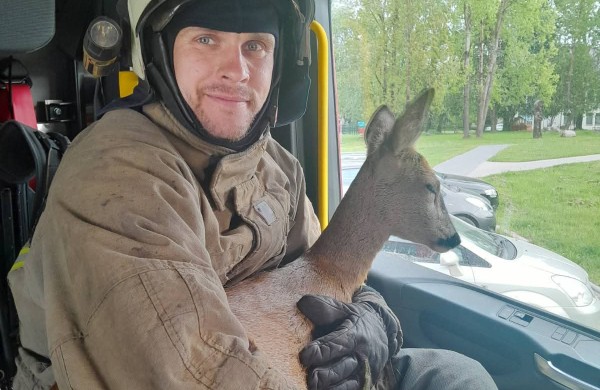 Jonavoje ugniagesiai iš medžio iškėlė katiną: gyvūnų gelbėjimas - kone kasdienė jų darbo dalis