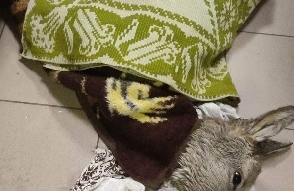 Jonavoje ugniagesiai iš medžio iškėlė katiną: gyvūnų gelbėjimas - kone kasdienė jų darbo dalis