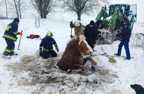 Jonavoje ugniagesiai iš medžio iškėlė katiną: gyvūnų gelbėjimas - kone kasdienė jų darbo dalis