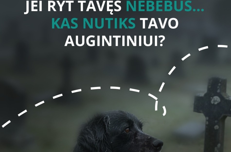 Mirus šeimininkui gyvūnai lieka vieni: kaip to išvengti