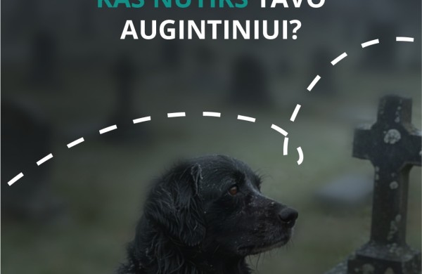 Mirus šeimininkui gyvūnai lieka vieni: kaip to išvengti
