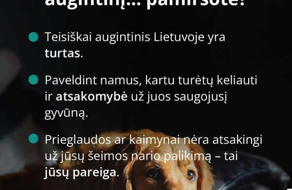 Mirus šeimininkui gyvūnai lieka vieni: kaip to išvengti