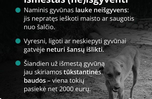 Mirus šeimininkui gyvūnai lieka vieni: kaip to išvengti