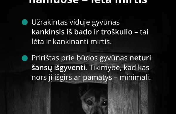 Mirus šeimininkui gyvūnai lieka vieni: kaip to išvengti