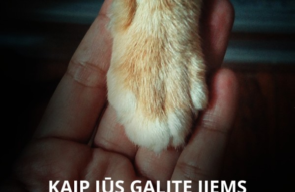 Mirus šeimininkui gyvūnai lieka vieni: kaip to išvengti