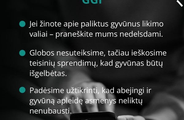 Mirus šeimininkui gyvūnai lieka vieni: kaip to išvengti