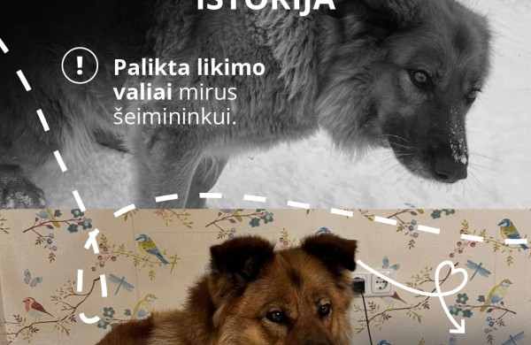 Mirus šeimininkui gyvūnai lieka vieni: kaip to išvengti