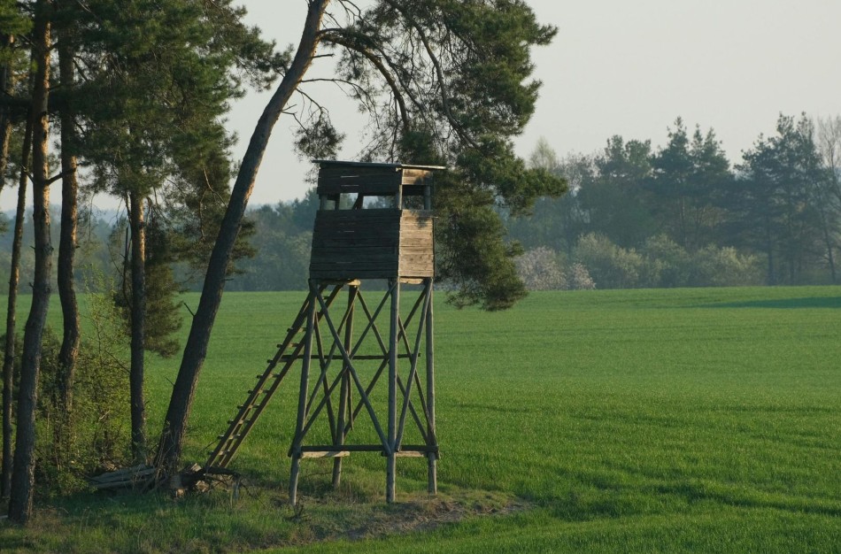 Siūloma nustatyti beveik 4 tūkst. briedžių sumedžiojimo limitą naujam medžioklės sezonui