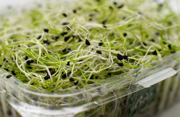Europoje tiriamas salmoneliozės protrūkis: daigai išlieka viena rizikingiausių maisto produktų grupių
