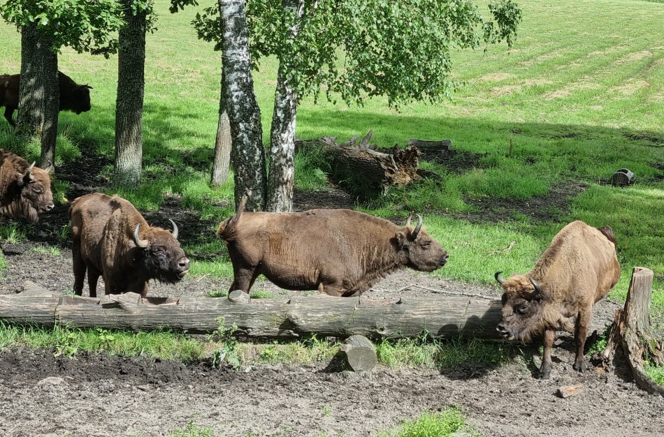 Aukštaitijos gamtos maršrutai: nuo susitikimo su stumbrais iki vaizdingų Neries panoramų