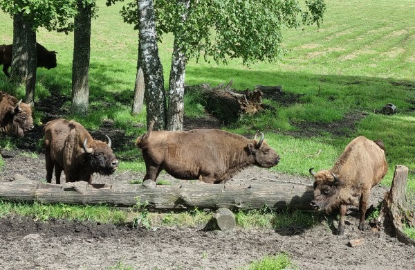 Aukštaitijos gamtos maršrutai: nuo susitikimo su stumbrais iki vaizdingų Neries panoramų