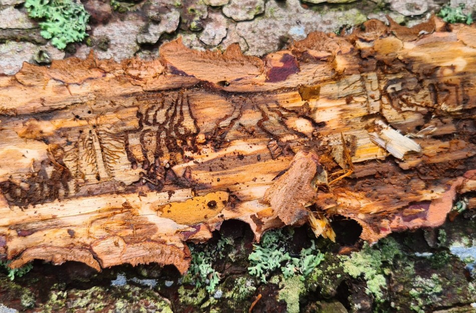 Žievėgraužio tipografo židinių valstybiniuose miškuose mažėja – nustatyta beveik tris kartus mažiau nei pernai