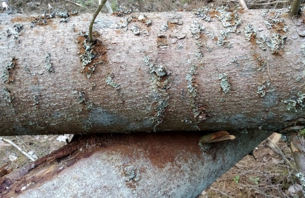 Žievėgraužio tipografo židinių valstybiniuose miškuose mažėja – nustatyta beveik tris kartus mažiau nei pernai