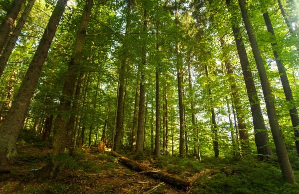 Atnaujintos paramos miškui veisti ir atkurti teikimo sąlygos