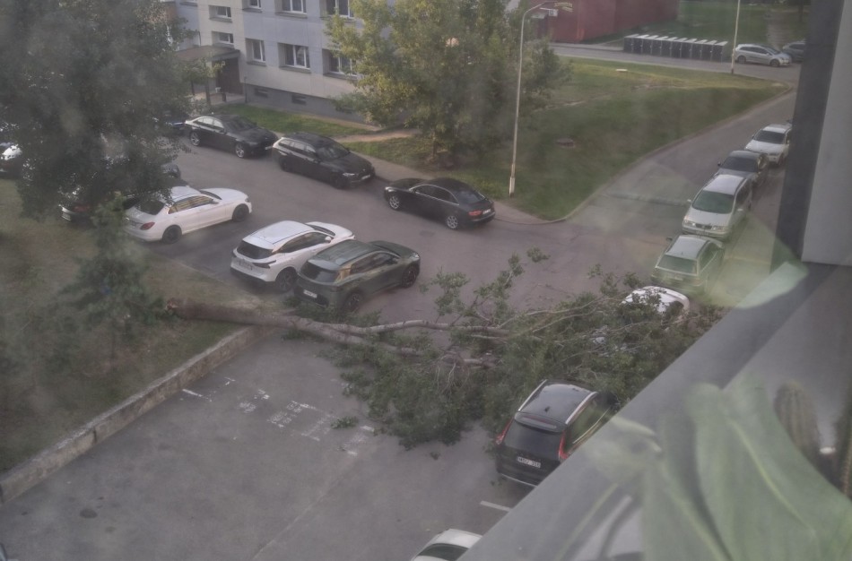 Rytinis siurprizas Jonavoje: Lietavos gatvės kiemą užtvėrė išvirtęs medis